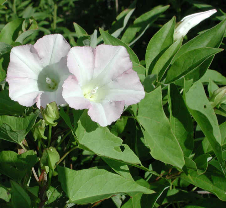 Hedge Bindweed (Convolvulus sepium) - 06