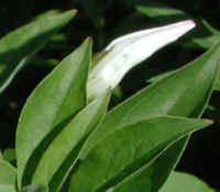 Hedge Bindweed (Convolvulus sepium) - 06a