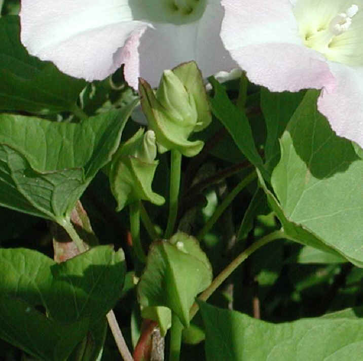 Hedge Bindweed (Convolvulus sepium) - 06b
