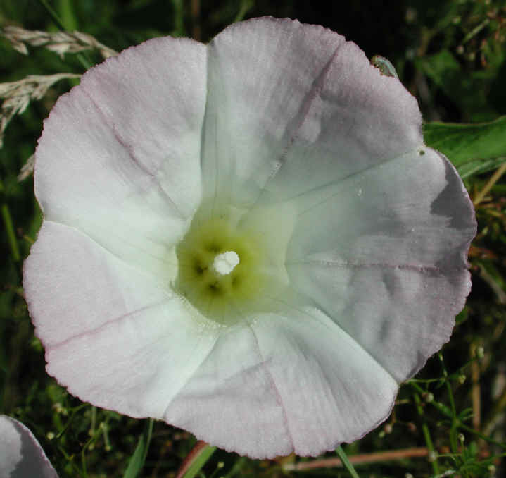 Hedge Bindweed (Convolvulus sepium) - 07