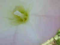 Hedge Bindweed (Convolvulus sepium) - 08