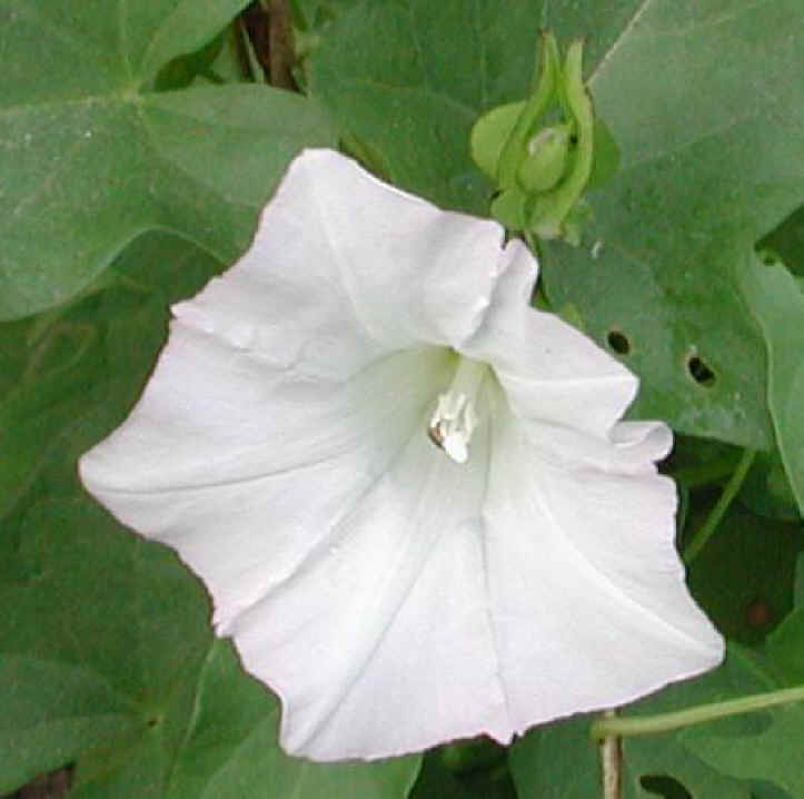 Hedge Bindweed (Convolvulus sepium) - 09a