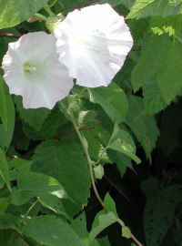 Hedge Bindweed (Convolvulus sepium) - 11a