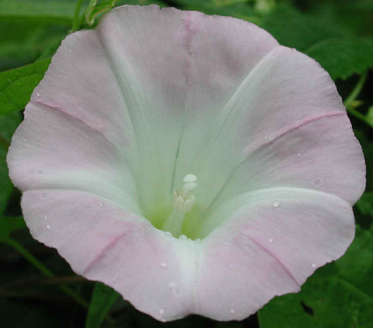 Hedge Bindweed (Convolvulus sepium) - 15