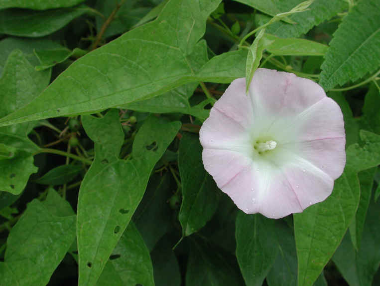 Hedge Bindweed (Convolvulus sepium) - 16
