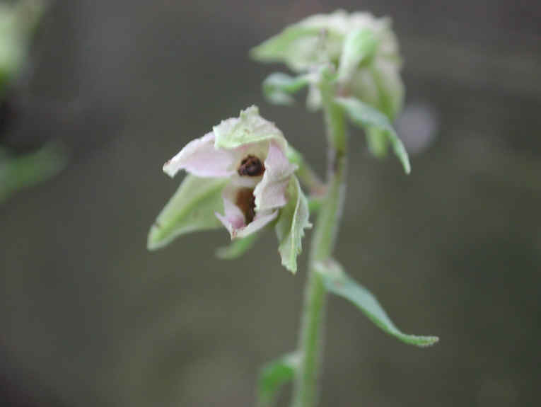 Helleborine (Epipactis helleborine) - 02
