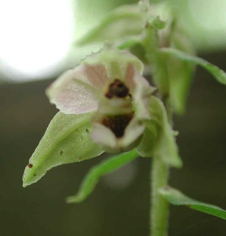 Helleborine (Epipactis helleborine) - 03