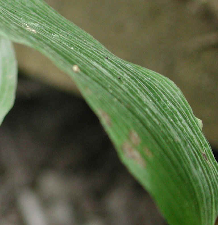 Helleborine (Epipactis helleborine) - 05a