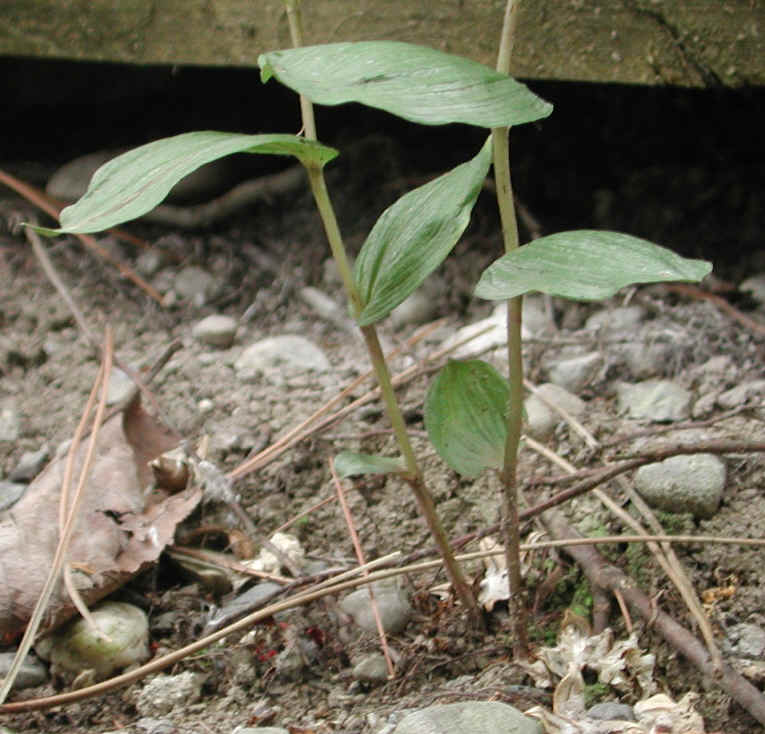Helleborine (Epipactis helleborine) - 07
