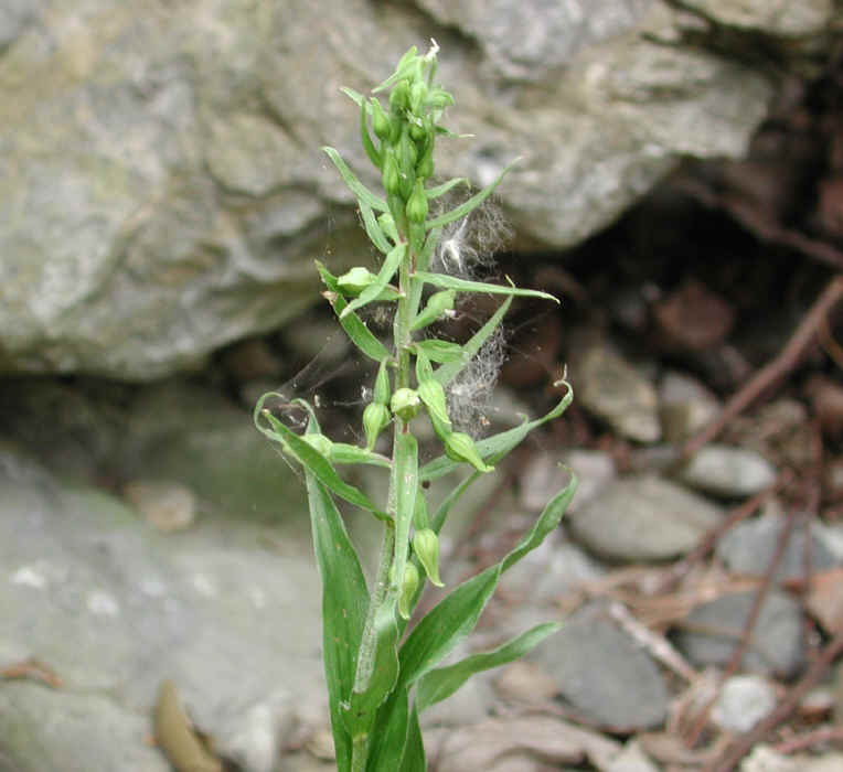 Helleborine (Epipactis helleborine) - 08