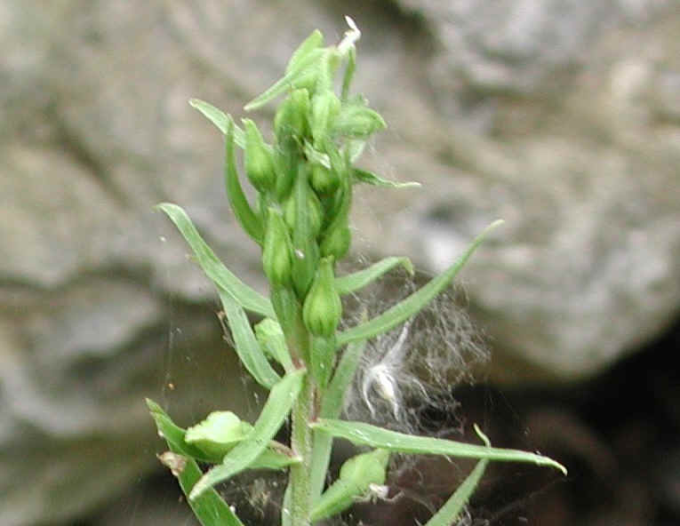 Helleborine (Epipactis helleborine) - 08a
