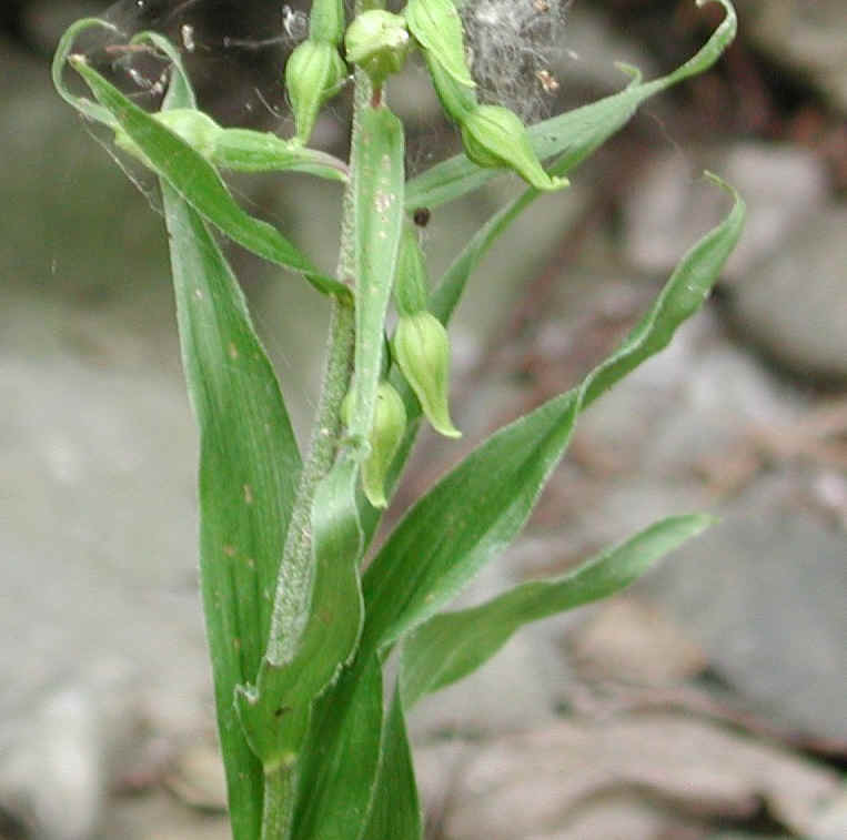Helleborine (Epipactis helleborine) - 08b