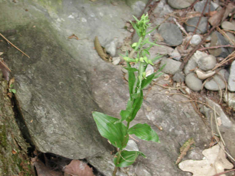 Helleborine (Epipactis helleborine) - 09