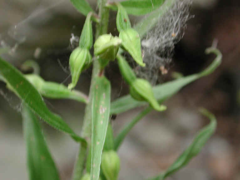 Helleborine (Epipactis helleborine) - 10
