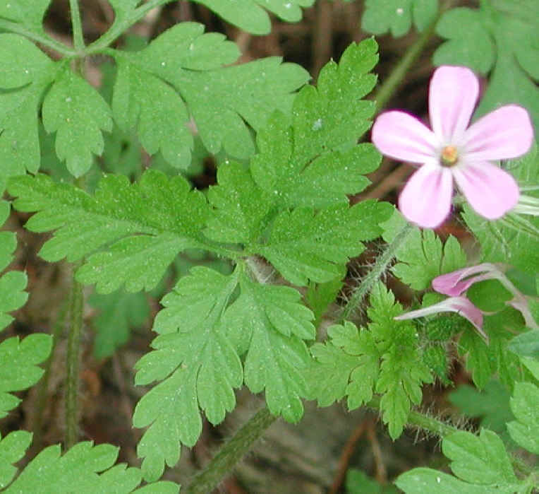 Herb Robert or Robert Geranium (Geranium robertianum) - 01a