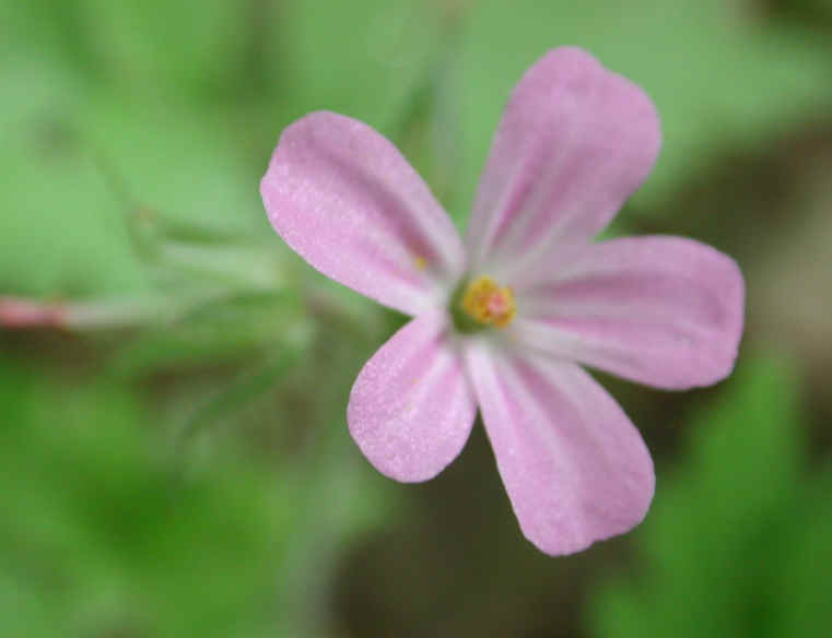 Herb Robert or Robert Geranium (Geranium robertianum) - 02