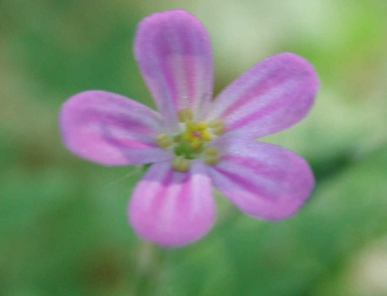 Herb Robert or Robert Geranium (Geranium robertianum) - 04