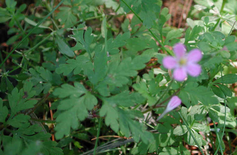 Herb Robert or Robert Geranium (Geranium robertianum) - 06