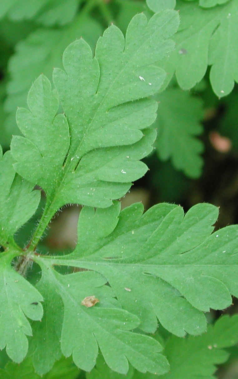 Herb Robert or Robert Geranium (Geranium robertianum) - 11a