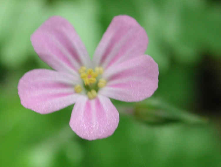 Herb Robert or Robert Geranium (Geranium robertianum) - 14