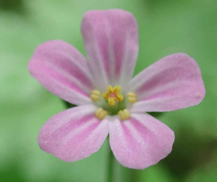 Herb Robert or Robert Geranium (Geranium robertianum) - 15