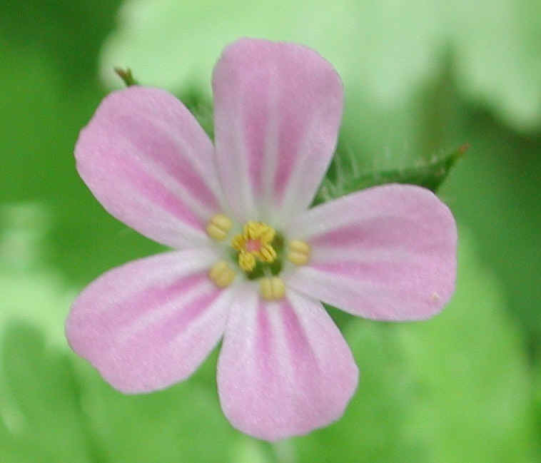 Herb Robert or Robert Geranium (Geranium robertianum) - 16