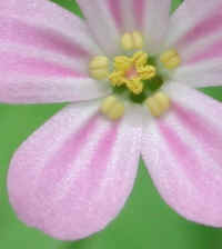 Herb Robert or Robert Geranium (Geranium robertianum) - 17a