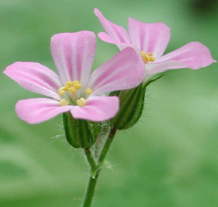 Herb Robert or Robert Geranium (Geranium robertianum) - 18