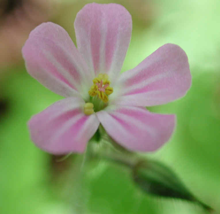 Herb Robert or Robert Geranium (Geranium robertianum) - 21