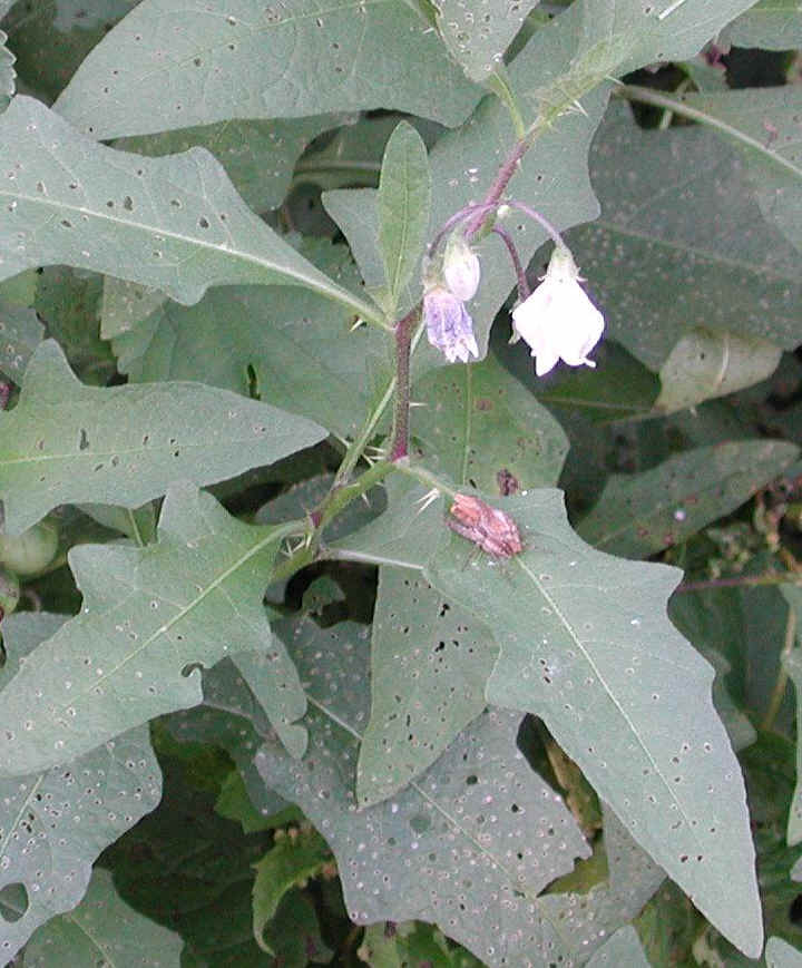 Horse-Nettle (Solanum carolinense) - 01a