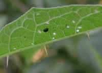 Horse-Nettle (Solanum carolinense) - 02