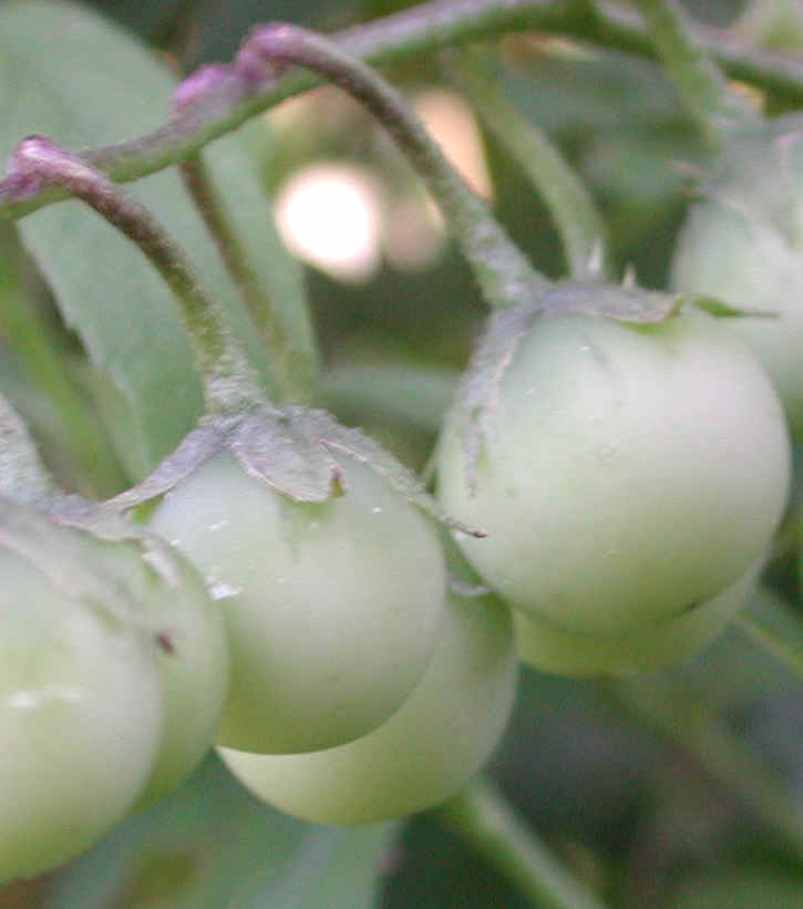 Horse-Nettle (Solanum carolinense) - 05