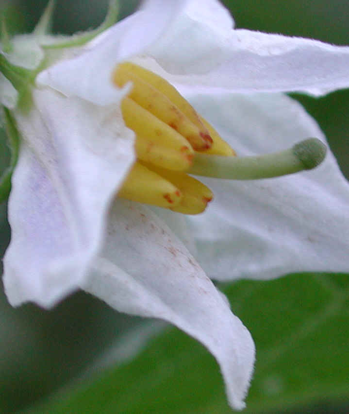 Horse-Nettle (Solanum carolinense) - 06