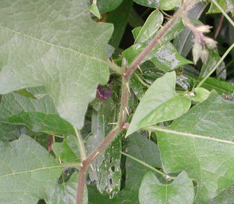 Horse-Nettle (Solanum carolinense) - 08a