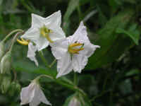 Horse-Nettle (Solanum carolinense) - 09