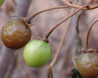 Horse-Nettle (Solanum carolinense) - 10a