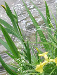 Yellow Flag Iris (Iris pseudacorus) - 01a