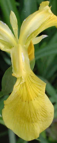 Yellow Flag Iris (Iris pseudacorus) - 03a