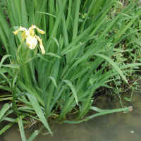 Yellow Flag Iris (Iris pseudacorus) - 06