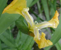 Yellow Flag Iris (Iris pseudacorus) - 08