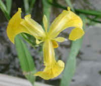 Yellow Flag Iris (Iris pseudacorus) - 09