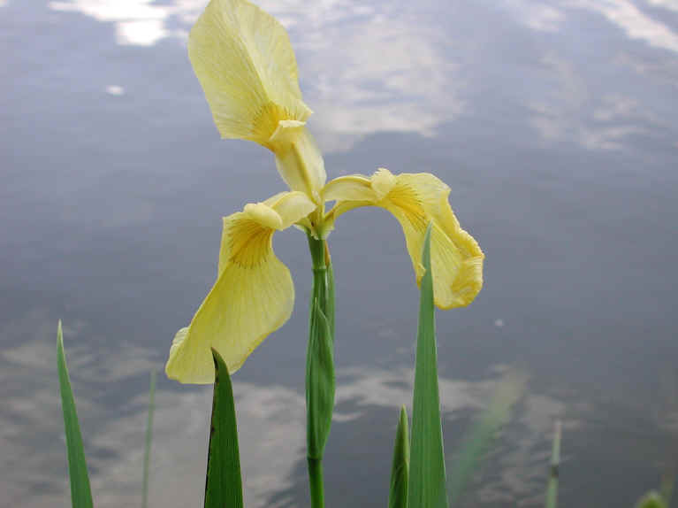 Yellow Iris or Yellow Flag Iris (Iris pseudacorus) - 11