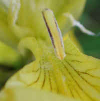 Yellow Flag Iris (Iris pseudacorus) - 12a