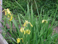 Yellow Flag Iris (Iris pseudacorus) - 14