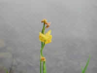 Yellow Flag Iris (Iris pseudacorus) - 23
