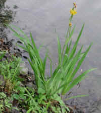 Yellow Flag Iris (Iris pseudacorus) - 25