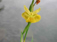 Yellow Flag Iris (Iris pseudacorus) - 27