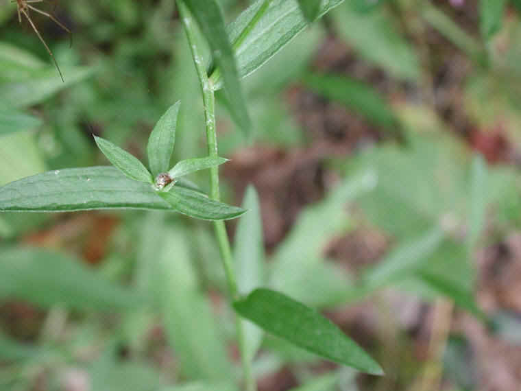 Knapweed - Star Thistle - Bachelor's Button (Centaurea spp.) - 19