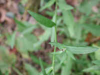 Knapweed (Centaurea spp.) - 20