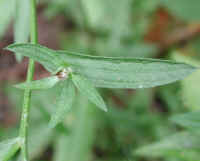 Knapweed (Centaurea spp.) - 20a